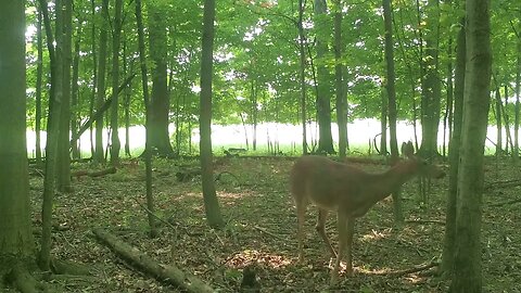 Trail Cam Farm Adventure