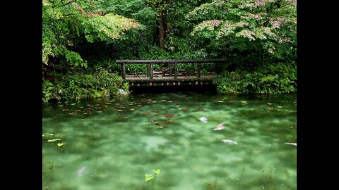 Soothing Sounds of a Koi Pond (ASMR)