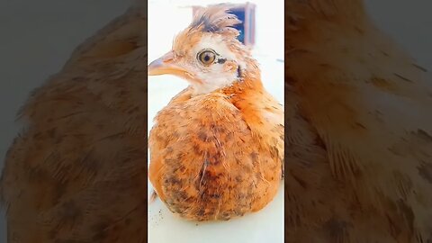 #chicken