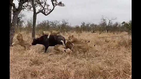 BUFALO is saved by his herd from the hungry lions (Lion vs. Buffalo).