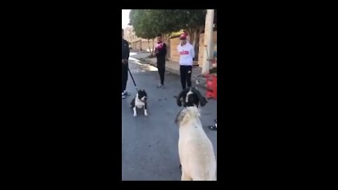 The strongest fight you will see a sheep (ram) against a fire pitbull dog