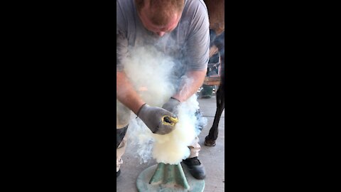 Farrier hot shoeing a horse.