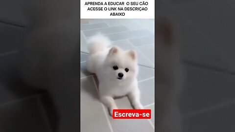 aprenda a destoar seu cachorro #schots