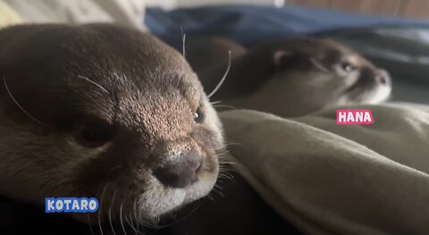 Why Does My Otter Lay on Top of Me