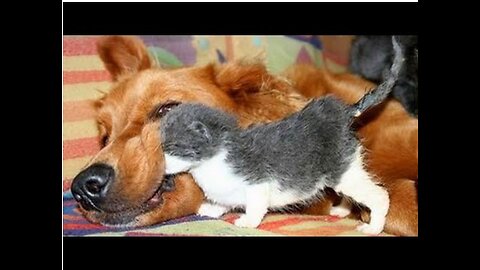 Dogs Who Love Their Kitten Since The Moment They Met - CATS AND DOGS Friendship