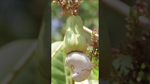 #shorts | Cashew Plant | काजू का पौधा | Kheti Power