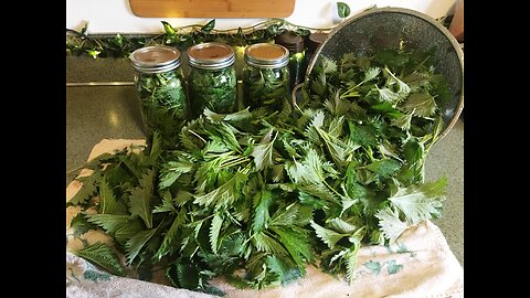 Stinging Nettle : Uses and Benefits