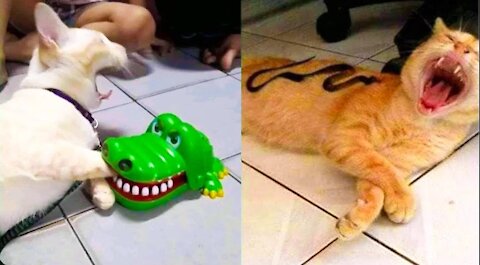 Cat Reaction to Toy - Funny Cat Toy Reaction Compilation