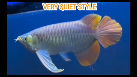 KALIMANTAN SUPER RED AROWANA