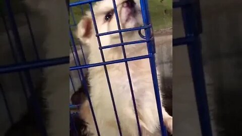 cute puppies barking #shorts #viral #youtube #puppies #trending #cute