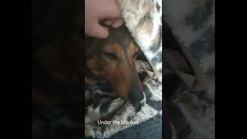 How hazel the daschund likes sleeping