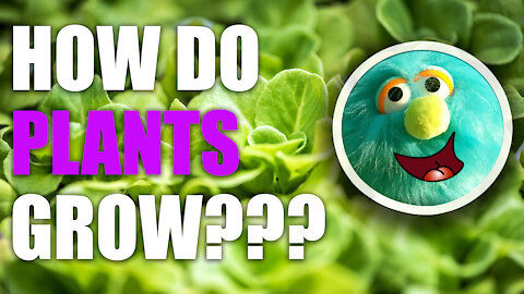 Science of Photosynthesis: How do Plants Grow?