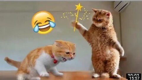 Funniest Animal Videos😂 - Funny Cats😹 and Crazy Dogs🐶 Videos 2023