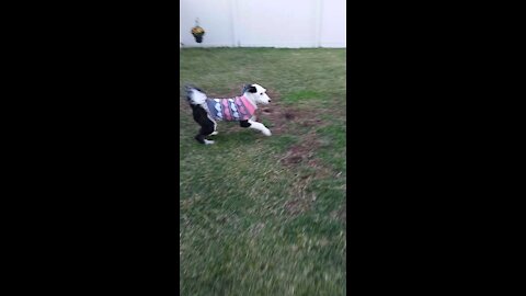 Luna the Sheepadoodle has the Zoomies, again!