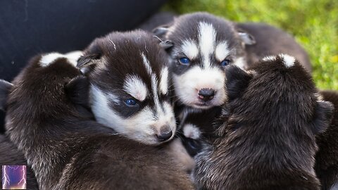 Relaxation And Deep Sleep For New Puppies/ Litters And Anxious Dogs!!!