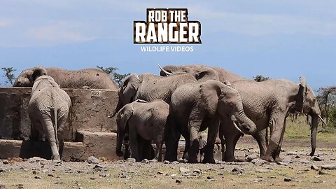 Elephants Leave A Water Point When Cattle Arrive | Ol Pejeta | Zebra Plains On Tour