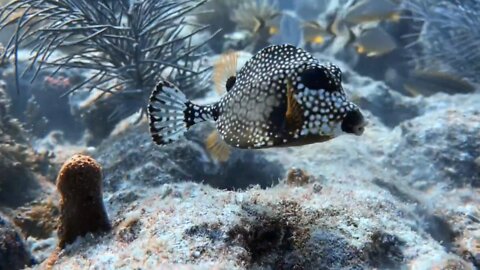 Rainbow Reef dive center diving Florida Key Largo Nov 2021