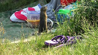 Gopher stealing sunflower seeds