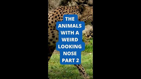 The Animals with a weird looking nose PART 2