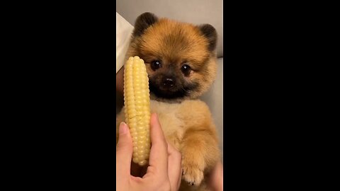 Cute puppy eating 🌽 corn