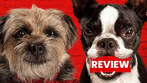 Will Ferrell's and Jamie Foxx's Strays Movie Review