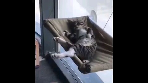 "Chill Cat Chronicles: Serene Moments of Rest and Relaxation! 😺🌅 | Viral Tranquility"