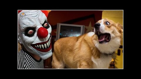 SO FUNNY😂😂 Super Dogs Reaction Video