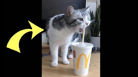 My Cat Loves McDonald's