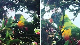 Wild lorikeet return every morning to tree in yard