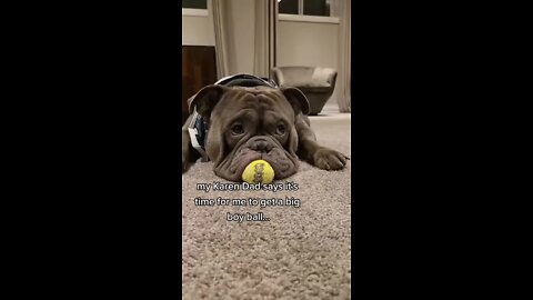 Growing pains for Captain #DisneyPlusVoices #dogs #funnydogvideos #dogsoftiktok #petsoftiktok