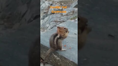 Our chipmunk friend on the JMT thru-hike