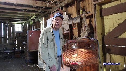 Teaching Peahicks (baby peacocks) to eat, Peacock Minute, peafowl.com