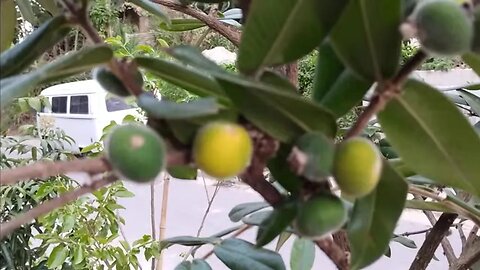 frutíferas produzindo em vaso jabuticaba amarela pitangatuba lichia kawai mai pink pera Sapoti maçã