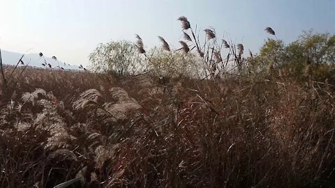 Looking at the reed forest road.