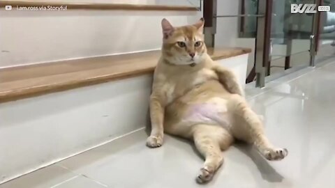 Drôle de position pour un chat