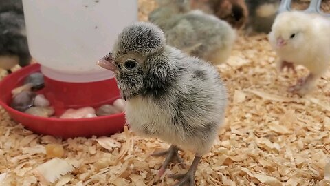 CUTE ALERT!!! Fifteen new baby chicks.