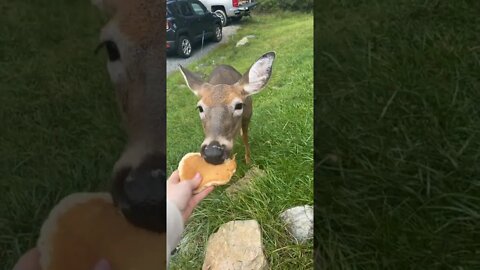 kelsey m o Video's #deer