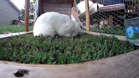 Shadow the white rabbit mowing my lawn