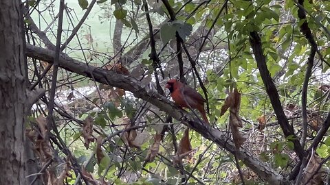 Cardinals and a Squirrel