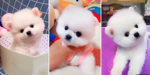 Most Famous Pomeranian TikTok Compilation 2022