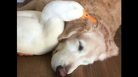 duck and puppy relation