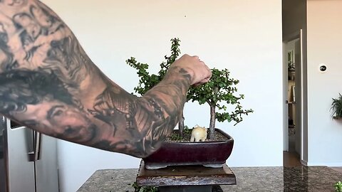 Portulacaria afra bonsai in the early stages