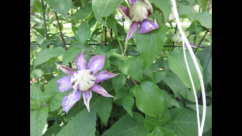 Keep On Reaching Clematis June 2022