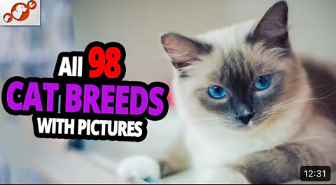 🐈All Cat Breeds A-Z With Pictures! (all 98 breeds in the world)