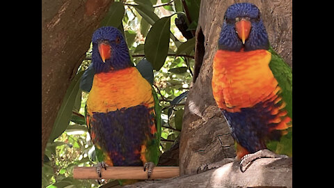 My excited Lorikeets