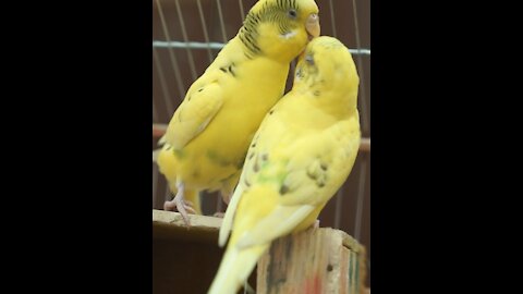 sweet parrot taking care of his wife