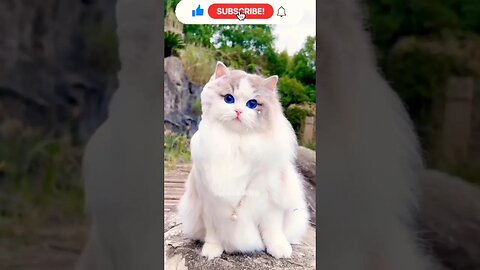 Cat 🐈 Lovers#trending #viral #cats#ytshorts #catslovers#zayanhamid