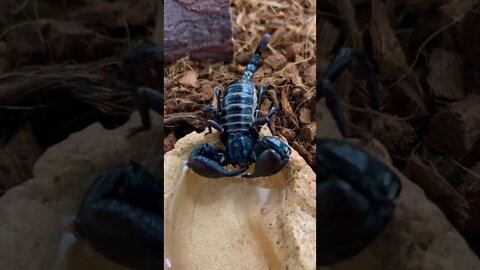 CRAZY How Scorpions Drink Water! 💧🦂