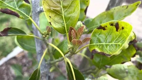 Fixing bad soil with The Back to Eden method. Make Soil... Fruit & Avocado trees will love it