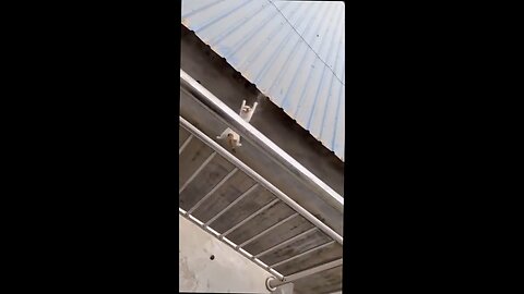 cat gets wrecked over and over trying to jump onto roof.